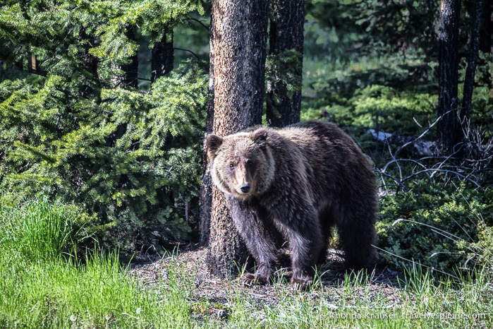 travelyesplease.com | Wildlife in Jasper National Park- Photos and Tips for Viewing Jasper Wildlife