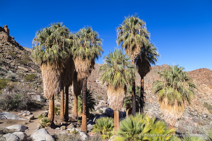 https://loewenfells.com/travel-blog-palm-springs-day-trips/
